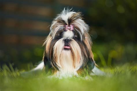 All The Shih Tzu Colors Explained (With Pictures!) - DogsPlanet.com