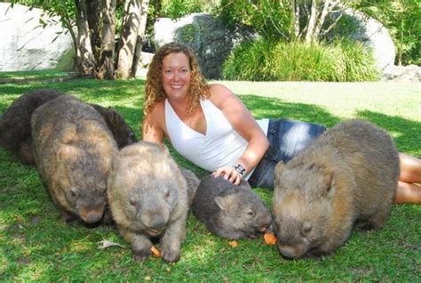 Wombats: They are BIG! Via http://www.travelblog.org/Photos/749973 ...