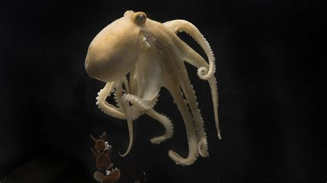 Octopuses torture and eat themselves after mating. Science finally knows why. | Live Science