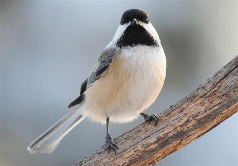 State Bird Of Massachusetts Photograph by Mike Martin