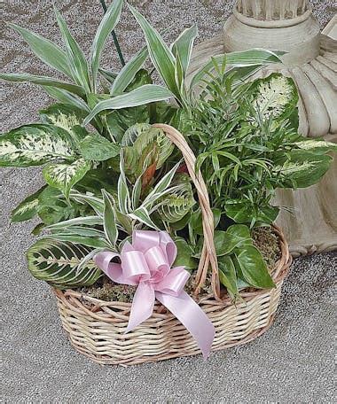 Sympathy Plants | Evansville IN Sympathy Plant Delivery