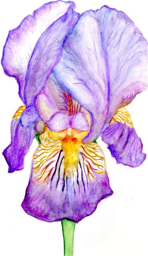 Purple Iris Drawing