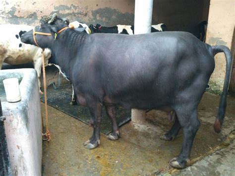 Mehsana Buffalo, Dairy Buffalo Supplier in Karnal, Haryana