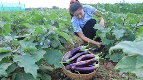 Harvest Eggplants For Cooking / Easy and Yummy Eggplant recipe / Cooking with Sreypov - YouTube