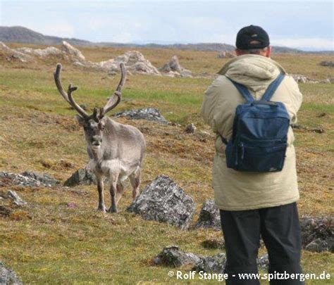 Svalbard reindeer - Spitsbergen | Svalbard