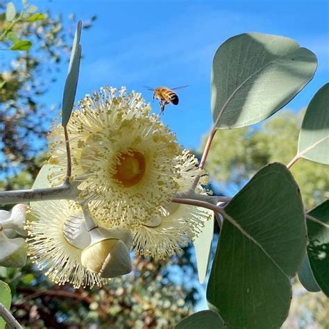 Eucalyptus- Round Leaved Mallee seeds | The Seed Collection