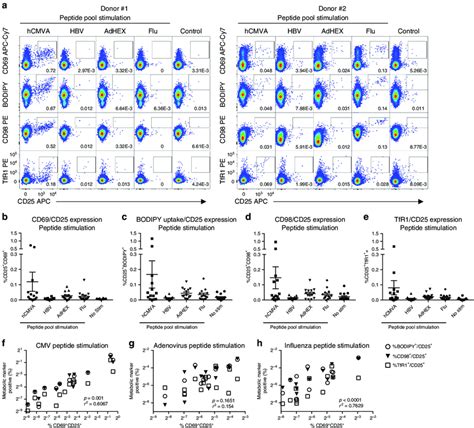 Antigen-specific in vitro CD8 + T cell activation results in increased... | Download Scientific ...