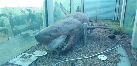 The Story of the Great White Shark Discovered at an Abandoned Zoo