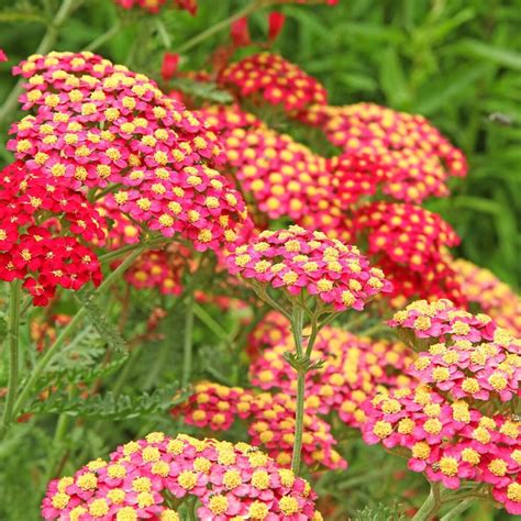 Achillea millefolium 'Paprika' - Paprika Yarrow | Western Star Nurseries