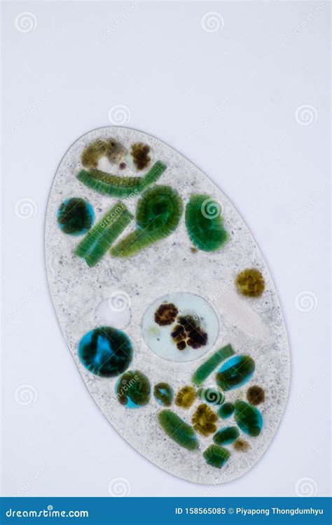 Frontonia Sp. Unicellular Ciliate Protists Under The Microscope. Stock ...