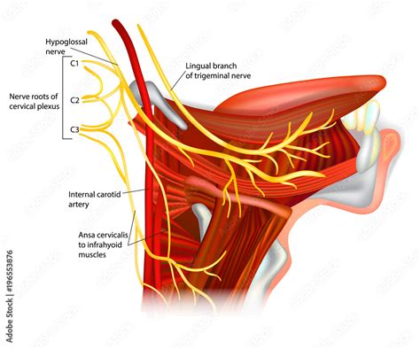 Cranial Nerves - hypoglossal nerve. Ansa hypoglossi and muscles ...