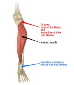 The Soleus Muscles, Its Attachments and Actions | Yoganatomy