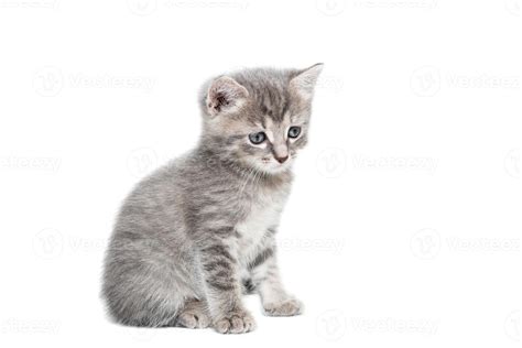 Gray kitten isolated on a white background. 13427278 Stock Photo at Vecteezy