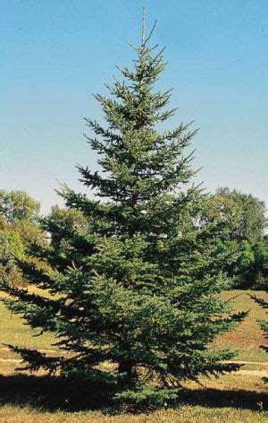 South Dakota State Tree, Black Hills Spruce (Picea glauca densata), from NETSTATE.COM