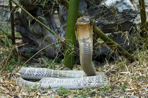 King Cobra Habitat, Diet & Reproduction - Reptile Park | Snake, Deadly animals in australia ...