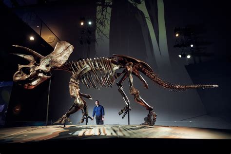 Horridus the Triceratops’ new home at Melbourne Museum | Inner City News