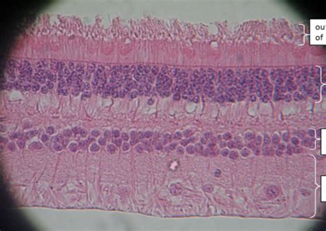 Retina Layers Histology Diagram | Quizlet