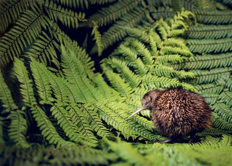 New Zealand's Kiwi Bird is in Danger of Disappearing | Reader's Digest