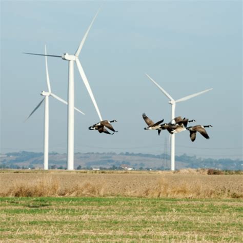 Are wind farms a threat to wildlife? - Let's Talk Science