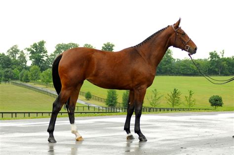 Belgian Warmblood Horse Info, Origin, History, Pictures