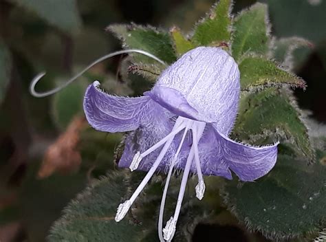 DIGITAL FLORA OF INDIA