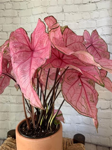 Pink Caladium | Where to Buy Pink Houseplants | POPSUGAR Home UK Photo 2