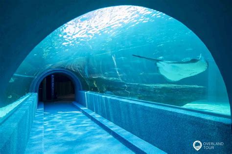 Entdecke das Two Oceans Aquarium - Erlebe die Unterwasserwelt