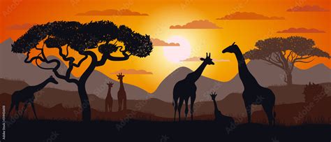 Silhouette of giraffes of the African savannah. Scenery. Africa. Bright ...