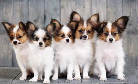 Papillon Dog | LoveToKnow