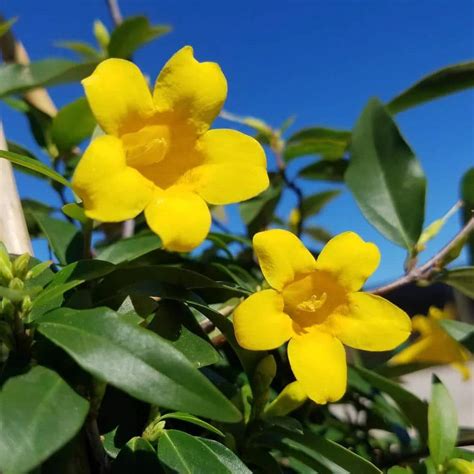 FLOWERWOOD 2.5 Qt. Carolina Jessamine Climbing Vine Plant with Yellow ...