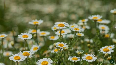 Chamomile Flower Meaning: Symbolism And Benefits