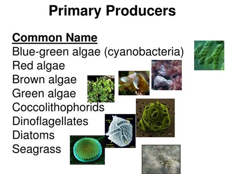 What Is A Primary Producer In The Ocean