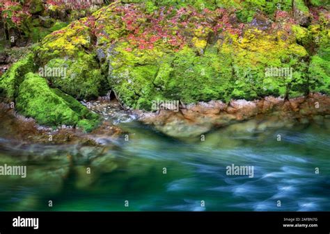 Quartzville Creek with moss and fall colored leaves. Quartzville Creek Wild and Scenic River ...