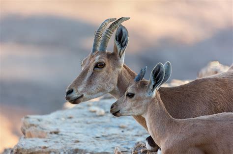 These awesome animals inhabit Israel's most arid environments, from the ...