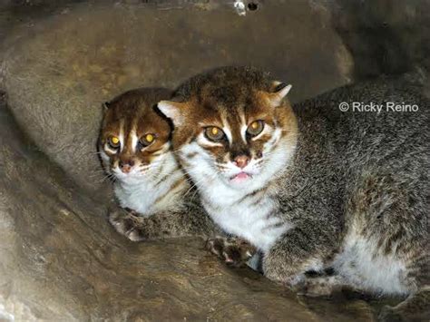 Zookeeper Travels: Flat-headed Cat – International Society for Endangered Cats (ISEC) Canada