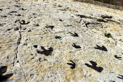 Real Dinosaur Tracks- 15 Places in the World to See Them – Adventure Dinosaurs