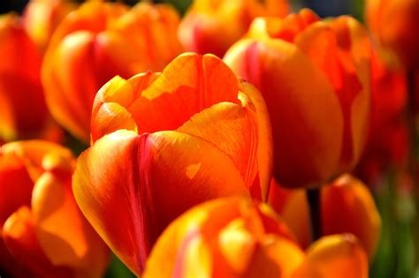 Hình nền : vườn, Đỏ, Hoa tulip, màu vàng, trái cam, Mùa xuân, thực vật, Tulip, Tulpaner ...