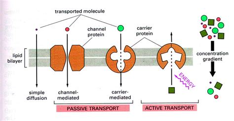 Bio Geo Nerd: Membrane Transport and Osmotic Pressure