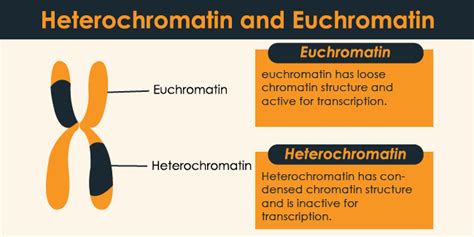 Heterochromatin and Euchromatin Differences, Let’s Beat The Confusion. – 24 Hours Of Biology