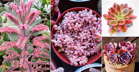 40 Beautiful Pink Succulents You Must Grow | Indoor Garden Web