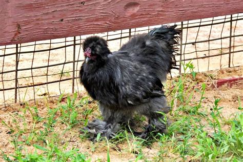 5 Considerations Before Buying The Black Silkie Chicken