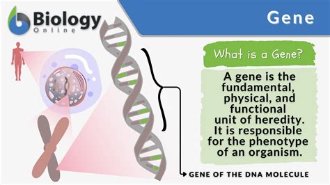 Gene - Definition and Examples - Biology Online Dictionary