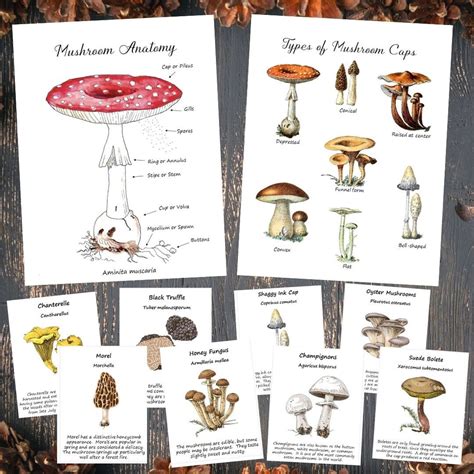 Mushroom Anatomy, Cap Types Poster, & Flashcards - Etsy