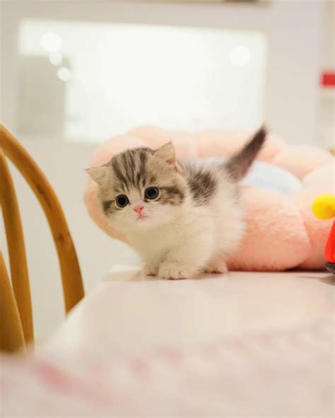 munchkin cats for sale | Munchkin kittens for sale