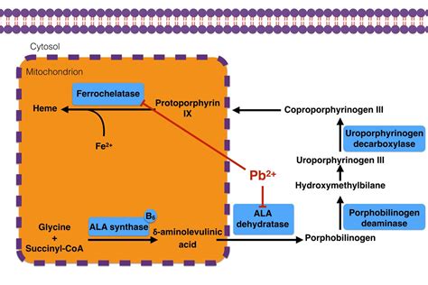 Heme Metabolism - Biochemistry - Medbullets Step 1