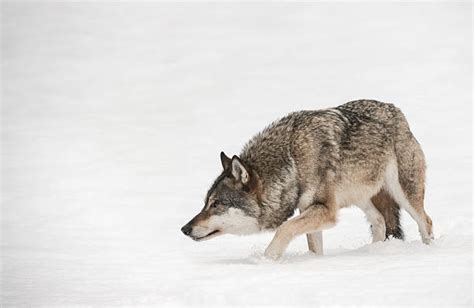 Wolf In Snow Stock Photos, Pictures & Royalty-Free Images - iStock