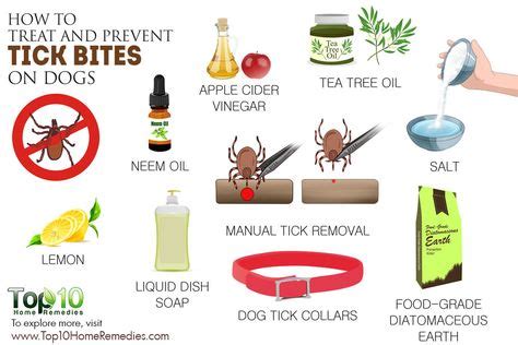 How to Treat and Prevent Tick Bites on Dogs