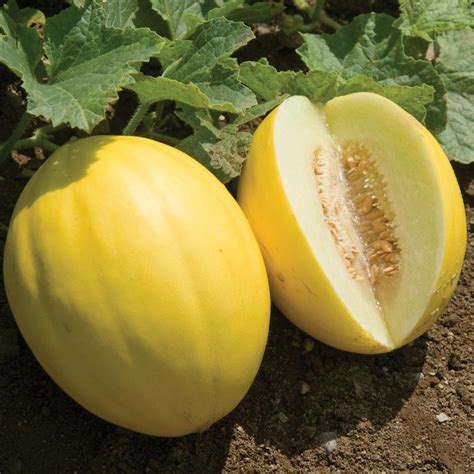 Brilliant - (F1) Melon Seed | Johnny's Selected Seeds | メロン, 果物, 野菜