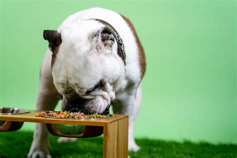 The Ultimate Guide to Ziwi Peak: Best Choice for Your Pet's Nutrition