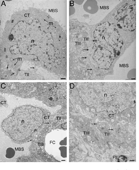 Development of the cytotrophoblast with gestational age. (A) E12.5 ...